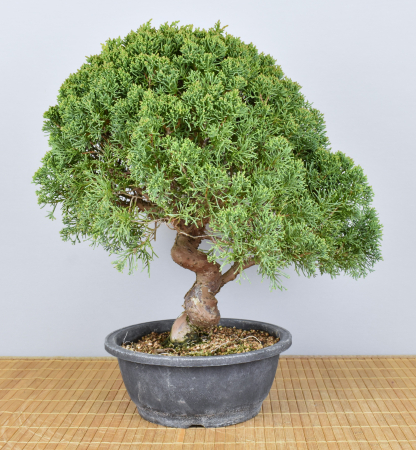 Bonsai Outdoor, Chinesischer Wacholder (Juniperus chinensis) Prebonsai